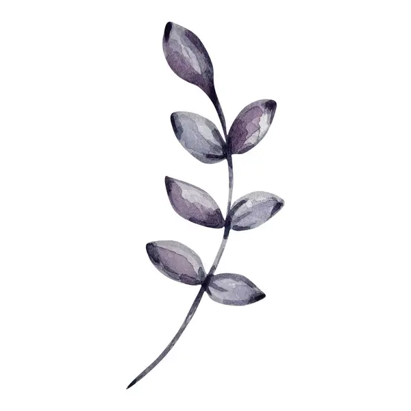 Aquarela Púrpura Escura Ramo Elegante Com Folhas — Fotografia de Stock