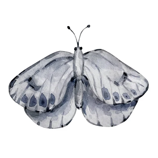 Illustration Teigne Gris Aquarelle Insecte — Photo