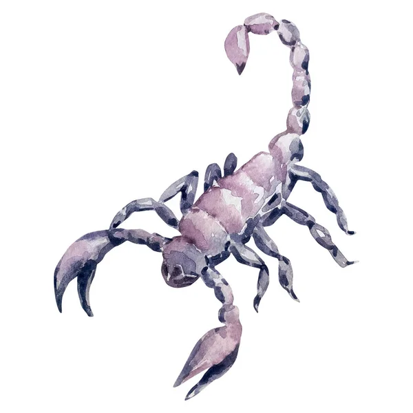 Akwarelowa Ilustracja Skorpiona Niebezpieczny Dziki Owad — Zdjęcie stockowe