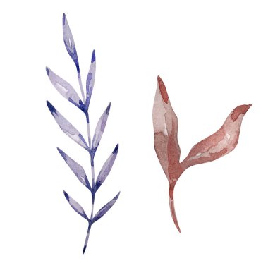 Suluboya boho yaprakları seti, çiçek çizimi