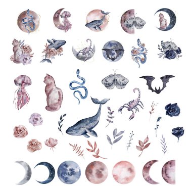 Suluboya harika ay hayvanları, çizimler