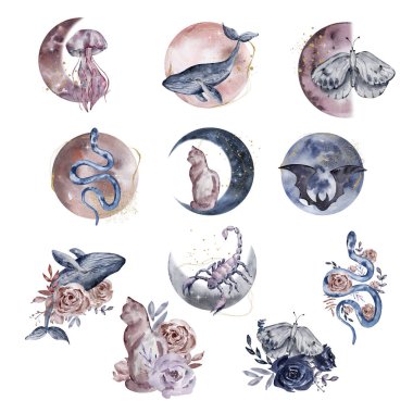 Suluboya harika ay hayvanları, çizimler