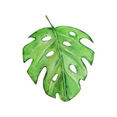 Suluboya tropikal canavar yaprağı, orman çizimi