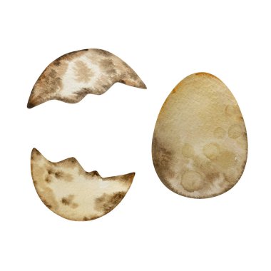 Suluboya yumurta kabuklu dinozorlar, hayvan çizimleri.