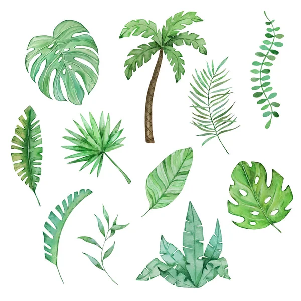 Watercolor  tropical leaves, jungle illustration