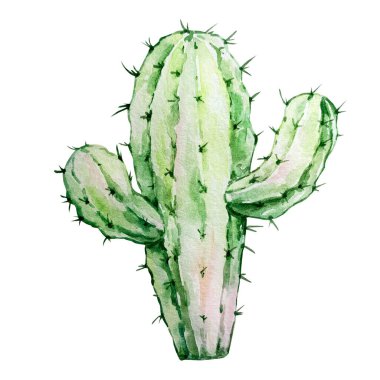 Suluboya kaktüs, çöl Meksika bitkileri çizimi.