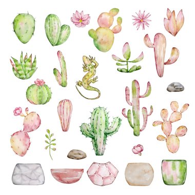 Suluboya kaktüs seti, çöl Meksika bitkileri çizimi.