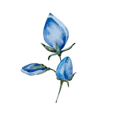 Mavi çiçekler dalda tomurcuklanır, suluboya çiçekler açar, çiçek açar.