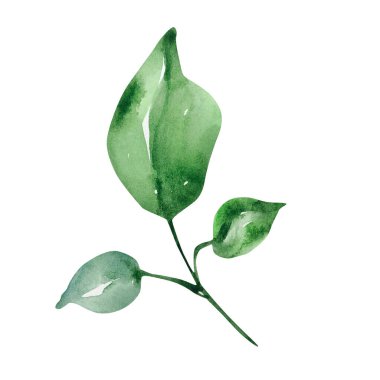 Yeşil yapraklı dallar suluboya, çiçekli bitkiler