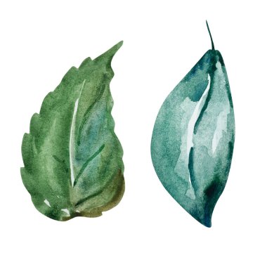 Yeşil yapraklar suluboya seti, desen ve baskı için çiçek çizimi
