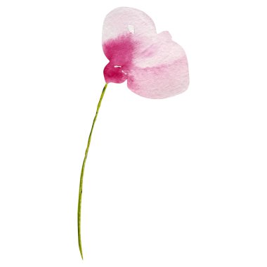 Soyut pembe haşhaş suluboya tasarım ve baskı için zarif çiçekler