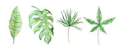 Yaz tasarımı ve baskısı için suluboya tropikal yeşil yapraklar