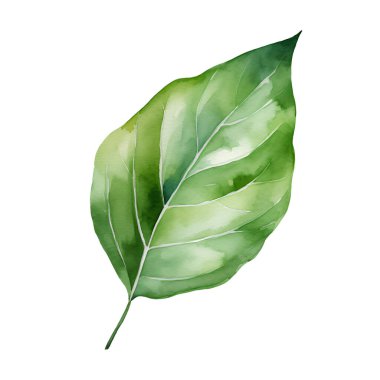 Açık yeşil ortanca yaprağı, çiçekli elementler.