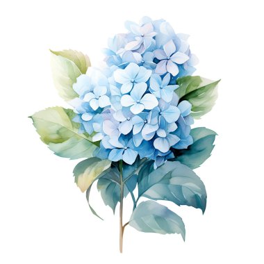 Yapraklı suluboya mavi ortanca dalı, çiçek çizimi