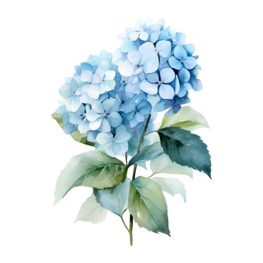 Yapraklı suluboya mavi ortanca dalı, çiçek çizimi