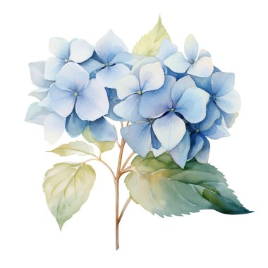 Yapraklı suluboya mavi ortanca dalı, çiçek çizimi