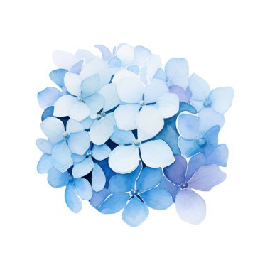 Suluboya mavi ortanca, çiçek çizimi