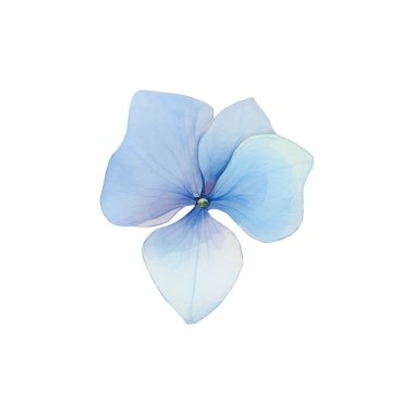 Suluboya mavi ortanca, çiçek çizimi