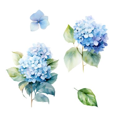 Yapraklı mavi ortanca dalından bir suluboya seti, çiçek çizimi