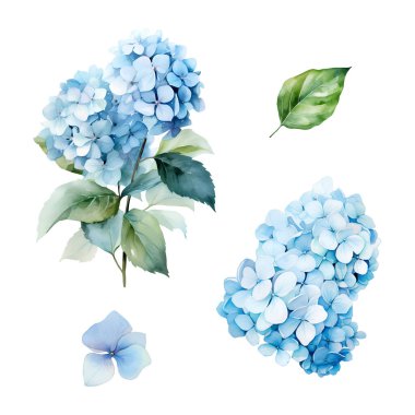 Yapraklı mavi ortanca dalından bir suluboya seti, çiçek çizimi