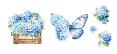 Mavi ortanca buketlerinin suluboya seti, çiçek illüstrasyonu