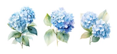 Yapraklı mavi ortanca dalından bir suluboya seti, çiçek çizimi