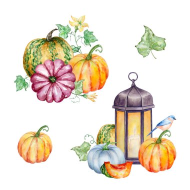 Suluboya balkabakları ve yeşillik örnekleme seti, sonbahar düzenlemesi