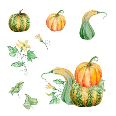 Suluboya balkabakları ve yeşillik örnekleme seti, sonbahar düzenlemesi