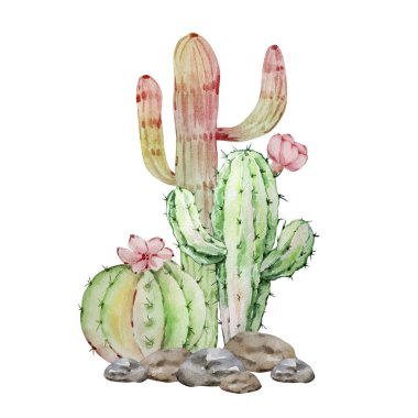 Suluboya kaktüs ve sulu kompozisyon, tropikal bitkiler, kart ve baskı için botanik illüstrasyon
