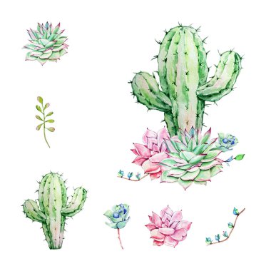 Suluboya kaktüs ve sulu kompozisyonlar seti, tropikal bitkiler, kart ve baskı için botanik illüstrasyon