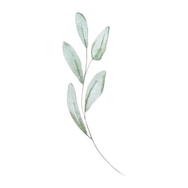 Yapraklı suluboya bahar dalı, tasarım ve baskı için pastel çiçek.