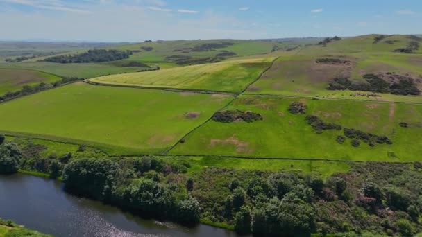 Jordbruk Och Betesmark Nära Abbs Flygfoto Sommaren Abbs Berwickshire Skottland — Stockvideo