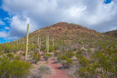 Saguaro Ulusal Parkı, Tucson, Arizona AZ, ABD 'de bulunan Saguaro Ulusal Parkı' ndaki Sonoran Çölü manzarası üzerine dev saguaro kaktüsü.. 