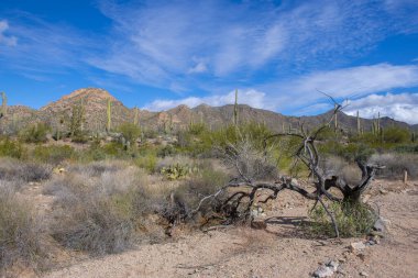 Saguaro Ulusal Parkı, Tucson, Arizona AZ, ABD 'de bulunan Saguaro Ulusal Parkı' ndaki Sonoran Çölü manzarası üzerine dev saguaro kaktüsü.. 