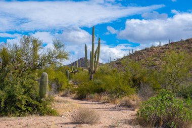 Saguaro Ulusal Parkı, Tucson, Arizona AZ, ABD 'de bulunan Saguaro Ulusal Parkı' ndaki Sonoran Çölü manzarası üzerine dev saguaro kaktüsü.. 