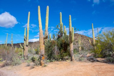 Saguaro Ulusal Parkı, Tucson, Arizona AZ, ABD 'de bulunan Saguaro Ulusal Parkı' ndaki Sonoran Çölü manzarası üzerine dev saguaro kaktüsü.. 