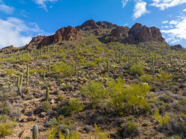 Tucson Dağları 'ndaki Golden Gate Dağı zirvesi, ABD' nin Arizona AZ kentindeki Saguaro Ulusal Parkı yakınlarındaki Gates Geçidi 'nden Sonoran Çölü manzarası ile çevrilidir.. 