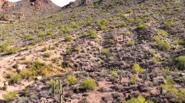 ABD 'nin Arizona AZ, Tucson kentindeki Saguaro Ulusal Parkı yakınlarındaki Gates Geçidi' nde Sonoran Çöl manzaralı dev saguaro kaktüsü manzarası.. 