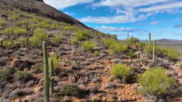 米国アリゾナ州ツーソン市のサガロ国立公園近くのゲイツ峠でソノラ砂漠の風景と巨大なサガロサボテンの空の景色 — ストック動画