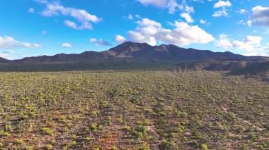 Wasson Tepesi, Arizona AZ, ABD 'nin Tucson kentindeki Saguaro Ulusal Parkı' ndaki Tucson Dağı Bölgesi 'nde Sonoran Çölü manzaralı hava manzarası.. 