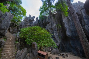 Stone Forest or Shilin is a set of limestone formation located in Shilin County, Kunming City, Yunnan, China. Shilin is a part of South China Karst registered as UNESCO World Heritage Site.  clipart