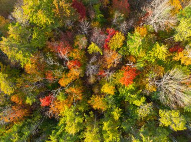 Tuftonboro 'daki güz yaprakları ormanının en iyi manzarası. Tarihi şehir merkezi, New Hampshire NH, ABD.