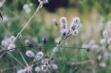 Güzel botanik fotoğrafı, doğal duvar kağıdı. 