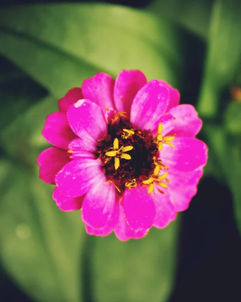 Flor Vermelha Close — Fotografia de Stock