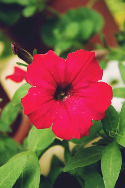 Piros Virág Virág Közelkép — Stock Fotó