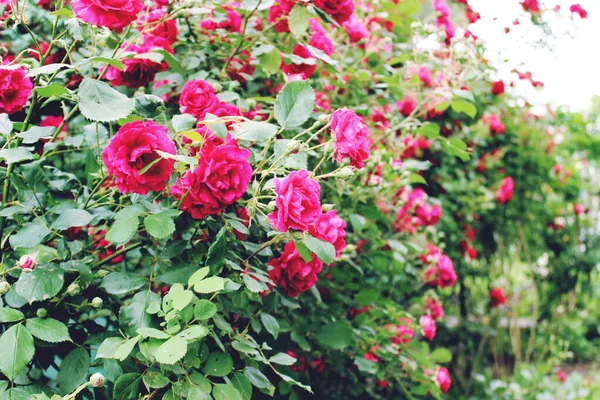 Rosa Fundo Jardim — Fotografia de Stock