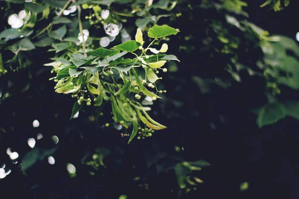 Zöld Levelek Természet Növény Lombozat — Stock Fotó