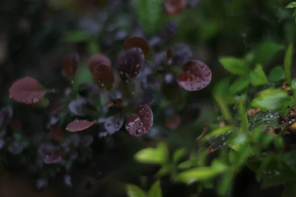 Frumos Împușcat Botanic Tapet Natural — Fotografie, imagine de stoc