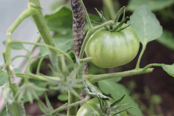 Closeup Shot Ripe Red Tomato Growing Plant — Stock Photo, Image