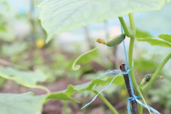 Cucumber Growing Vine — Stock Photo, Image